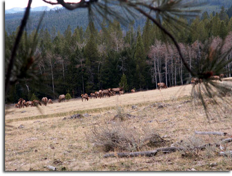Montana elk