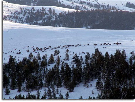 Montana elk