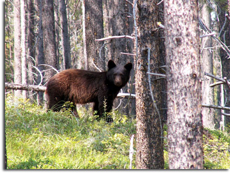 Montana brow bear picture
