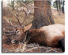 Montana Elk Hunt
