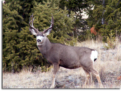 Montana mule deer