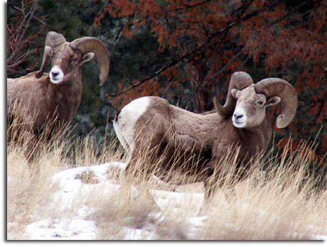 Montana wildlife photo safari
